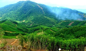 Bình Định: Kiểm tra chuyển nhượng 115 ha đất rừng của gia đình nguyên bí thư huyện 