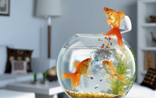 Những vị trí tuyệt đối tránh khi đặt bể cá trong nhà
