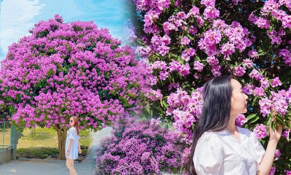 Cây bằng lăng khổng lồ 'đốn tim' du khách ở Bình Thuận