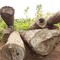 Video: Khám nghiệm hiện trường, điều tra vụ khai thác gỗ trái phép ở Đắk Lắk