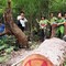 Kháng nghị vụ trưởng ban quản lý rừng phòng hộ La Ngà khai thác gỗ trái phép