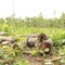 Video: Khởi tố vụ gỗ tập kết trái phép tại Trung tâm bảo tồn voi Đắk Lắk