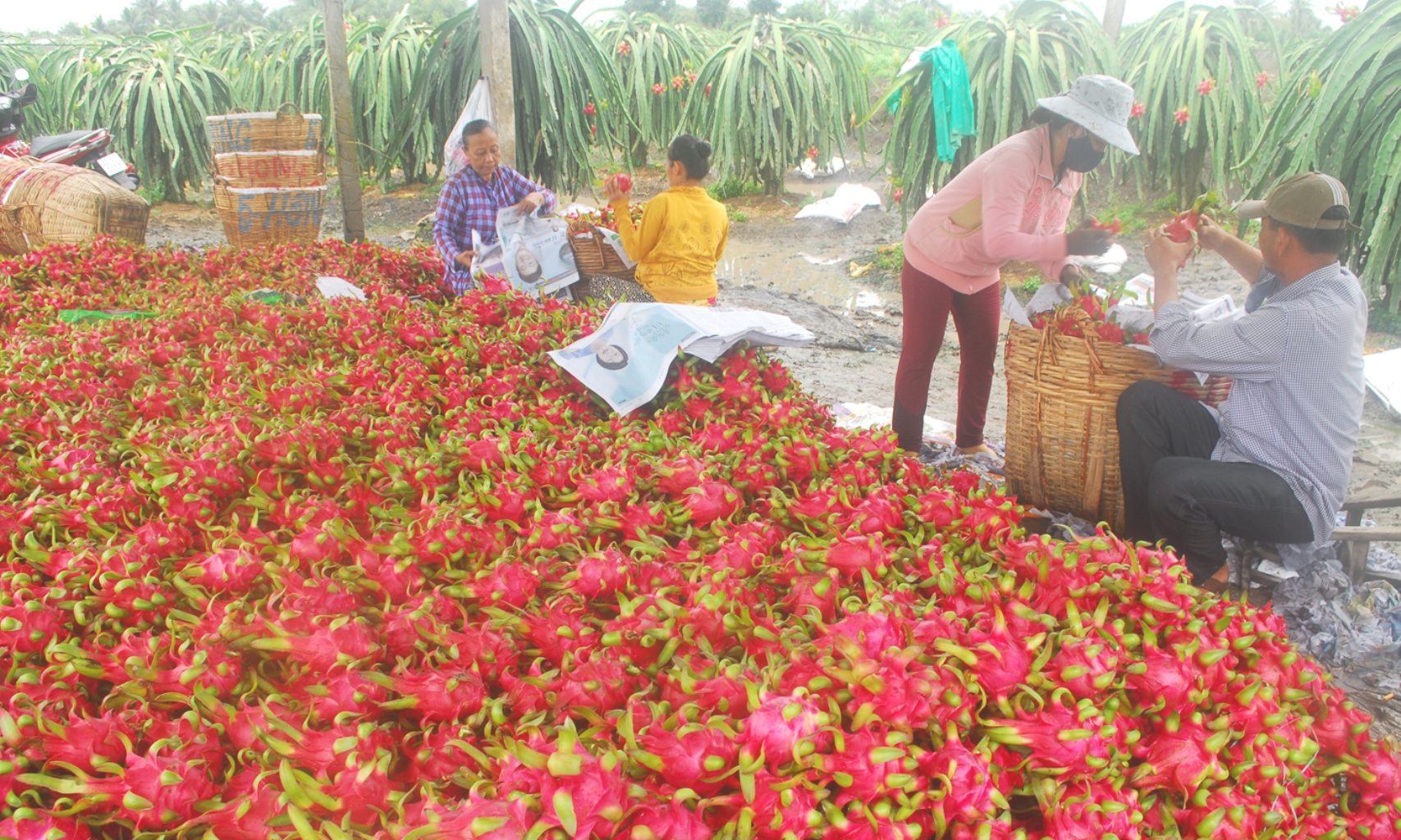 Thanh long bán được giá nhờ có chỉ dẫn địa lý - ảnh 1