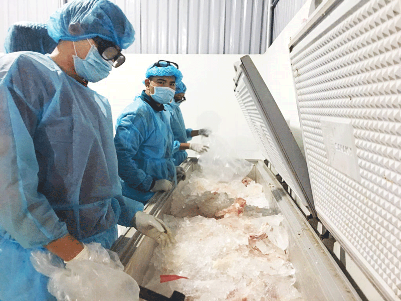 Hơn 600kg thịt heo nhiễm dịch tả heo châu Phi có dấu kiểm dịch