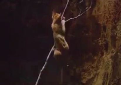 Clip vui: Xem chú chó tìm mọi cách cứu... cô mèo dưới hố sâu