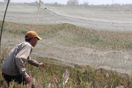 Từng đàn châu chấu bị dính chặt vào lưới