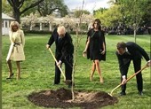 Cây sồi ông Macron tặng ông Trump 'chết trong khi kiểm dịch'