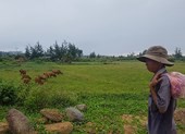 Ồ ạt xẻ ruộng làm dự án đô thị