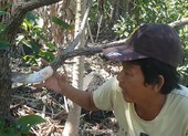 Đồng Nai: Hàng trăm cây bơ bị hạ độc