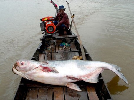 Năm 2012, lần đầu tiên ngư dân ở An Giang bắt được con cá tra dầu nặng 72kg từ sông Hậu.