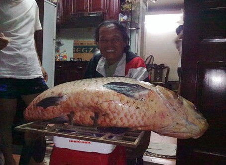 Năm 2012, lần đầu tiên ngư dân ở An Giang bắt được con cá tra dầu nặng 72kg từ sông Hậu.