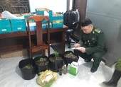 Mua hạt cần sa qua facebook mang trồng tại nhà