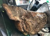 Cây nấm chò “khủng” nặng gần 70 kg