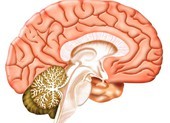 Điều trị hệ thần kinh có thể giúp chữa viêm phổi như COVID-19