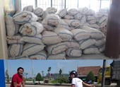 Đặc sản tỏi Lý Sơn nổi tiếng rớt giá thê thảm