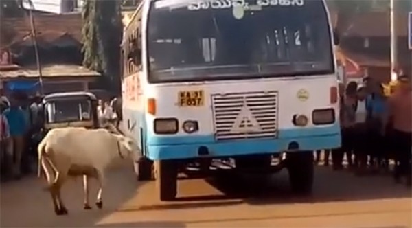 Câu chuyện cảm động về bò mẹ 4 năm ròng rã chặn đường xe buýt trả thù cho con - Ảnh 2. Câu chuyện cảm động về bò mẹ 4 năm ròng rã chặn đường xe buýt trả thù cho con - Ảnh 2.