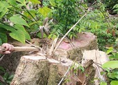 Khởi tố 5 cán bộ vụ mở đường phá rừng