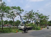 Báo sự cố cây xanh mùa mưa: Gọi 1022