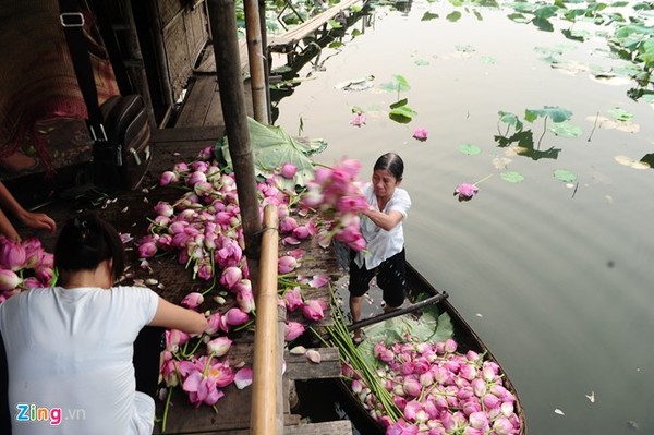 Hà Nội rực rỡ mùa hoa sen