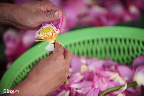 Hà Nội rực rỡ mùa hoa sen