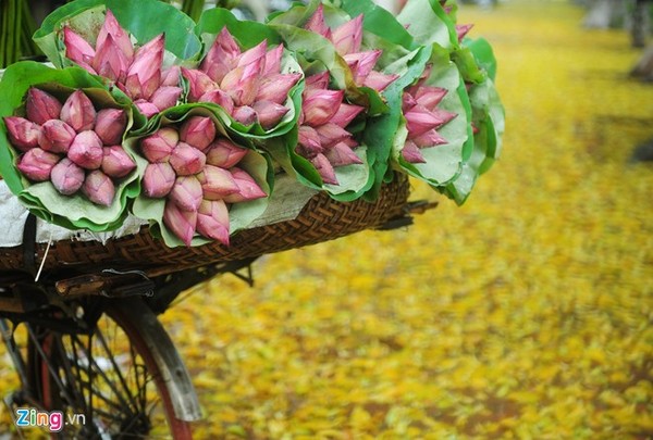 Hà Nội rực rỡ mùa hoa sen