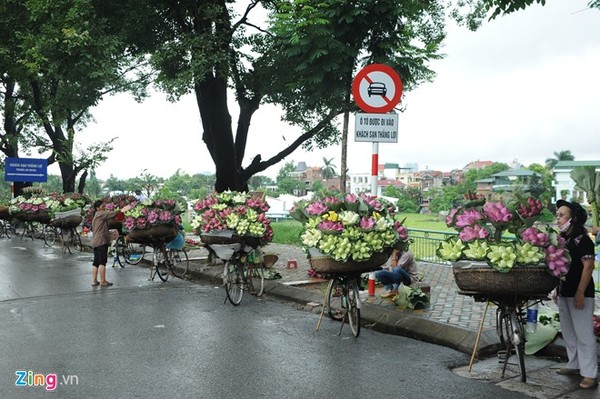 Hà Nội rực rỡ mùa hoa sen