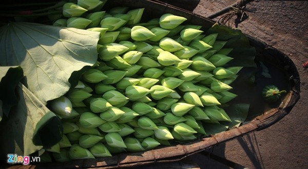 Hà Nội rực rỡ mùa hoa sen