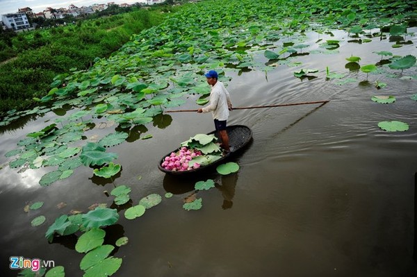 Hà Nội rực rỡ mùa hoa sen
