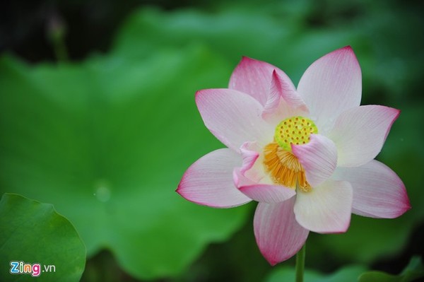 Hà Nội rực rỡ mùa hoa sen