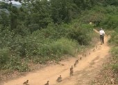 'Ông bố vịt' nuôi 21 chú vịt con gây sốt cộng đồng mạng