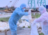 Tăng thêm 10 ổ dịch cúm gia cầm trong vòng 10 ngày