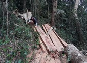 Phát hiện một vụ phá rừng quy mô lớn ở Gia Lai
