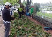 Huế: Lan rừng tấp nập về phố thị