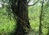 Làm giả hồ sơ để chở cây ‘siêu khủng’?