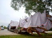 Quảng Ngãi: Họp giải quyết cây 'siêu khủng' hồ sơ bất thường
