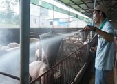 Xuất hiện thêm 2 ổ dịch tả heo châu Phi ở Đồng Nai