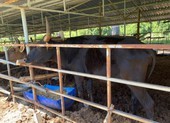 Đàn bò tót Phước Bình đang hồi sinh