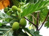 Xa kê giúp quản lý bệnh tiểu đường và hỗ trợ giảm cân
