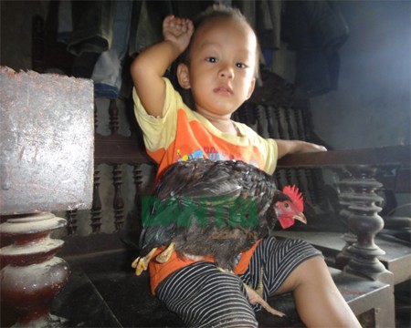 Con gà đặc biệt này rất gần gũi với các thành viên trong nhà chị Lục
