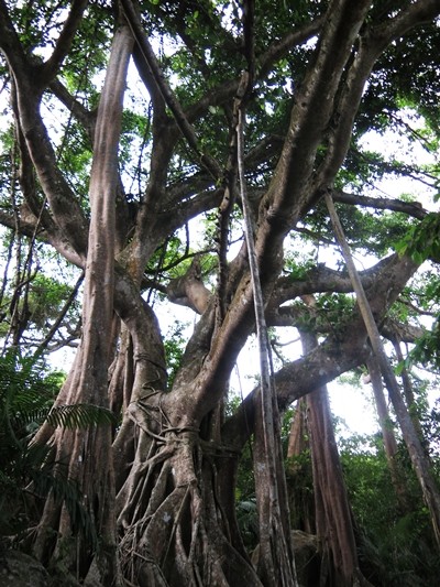 Bán đảo Sơn Trà