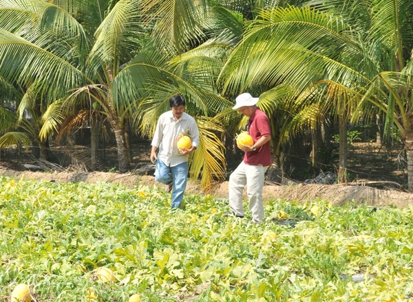 Gia đình ông Liêm bắt đầu thu hoạch dưa từ ngày 9/02