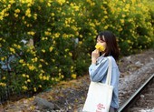 Hoa huỳnh liên vào mùa nở rộ dọc đường tàu Sài Gòn