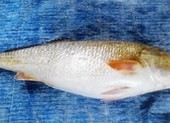 Ngư dân bắt được cá lạ giá đến bạc tỷ