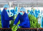 Hai công ty của bầu Đức bị đưa vào diện kiểm soát