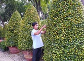 Mẹo chọn quất, mai, đào hợp phong thủy ngày tết
