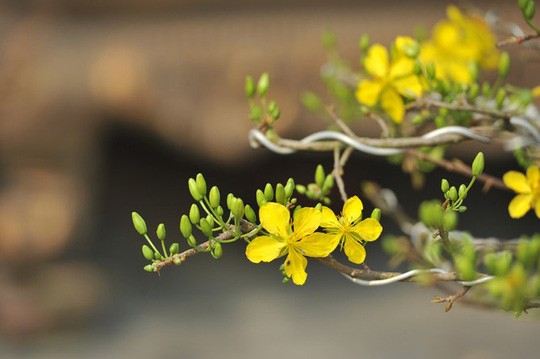 Căn phòng cho khách thuê trong nhà cổ phim Người tình - Ảnh 10. Căn phòng cho khách thuê trong nhà cổ phim Người tình - Ảnh 10.