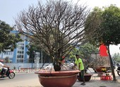 Tết: Mai hơn 2 tỉ, hồng Sapa, chuột tài lộc… tràn về TP.HCM
