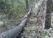 Kiểm điểm trách nhiệm, khởi tố vụ phá rừng Tà Kóu