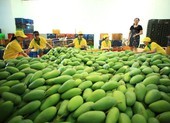 'Người Mỹ rất thích ăn xoài Việt Nam'
