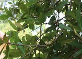 Đổ xô về Bến Tre ngắm